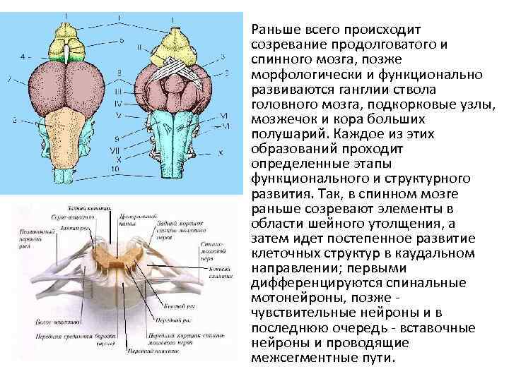  • Раньше всего происходит созревание продолговатого и спинного мозга, позже морфологически и функционально