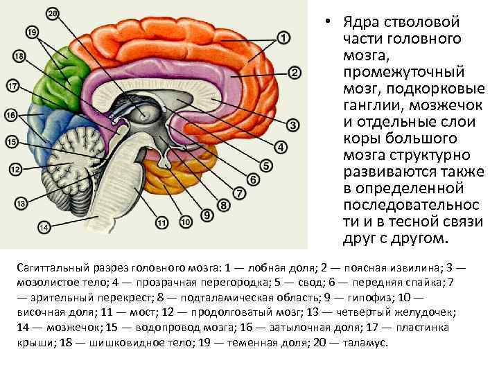 Схема стволовой части мозга