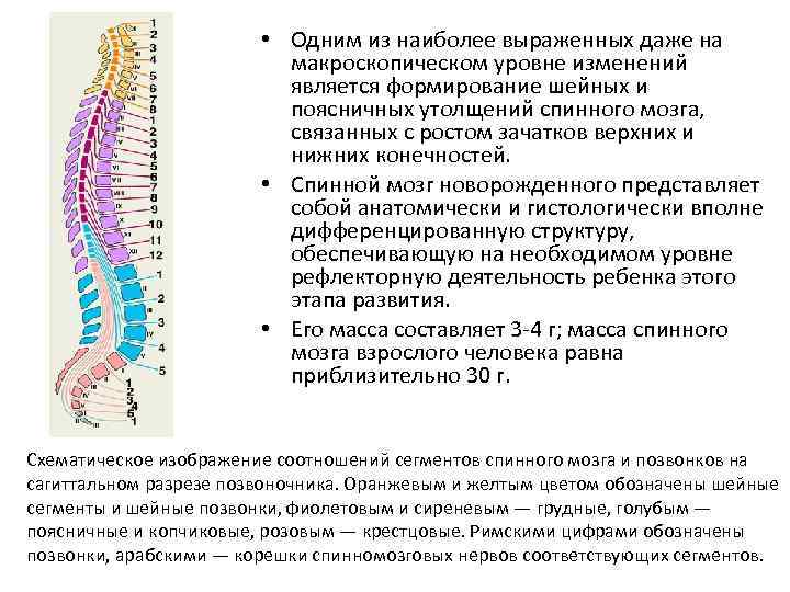  • Одним из наиболее выраженных даже на макроскопическом уровне изменений является формирование шейных