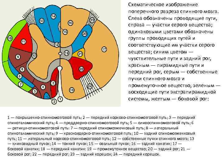 Схематическое изображение поперечного разреза спинного мозга. Слева обозначены проводящие пути, справа — участки серого