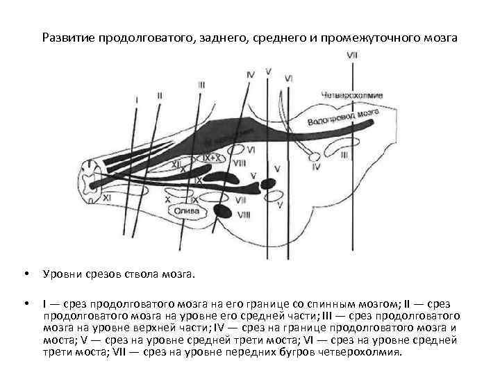 Развитие продолговатого, заднего, среднего и промежуточного мозга • Уровни срезов ствола мозга. • I
