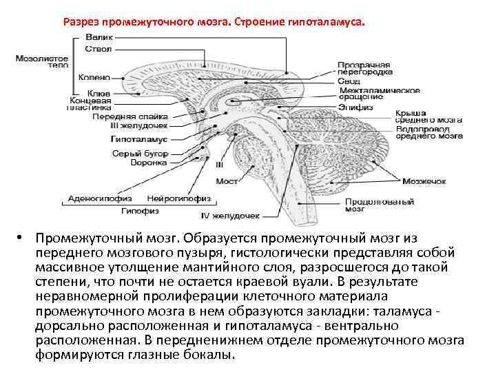 Укажи функцию промежуточного мозга