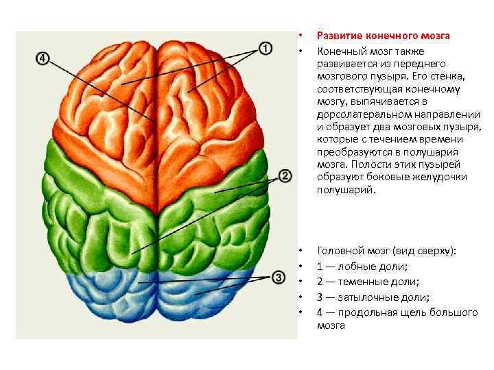  • • Развитие конечного мозга Конечный мозг также развивается из переднего мозгового пузыря.