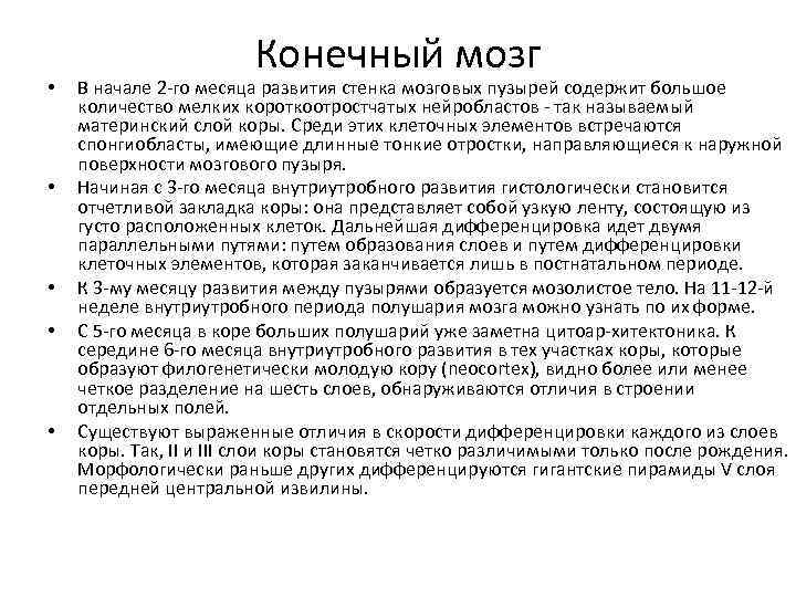  • • • Конечный мозг В начале 2 -го месяца развития стенка мозговых