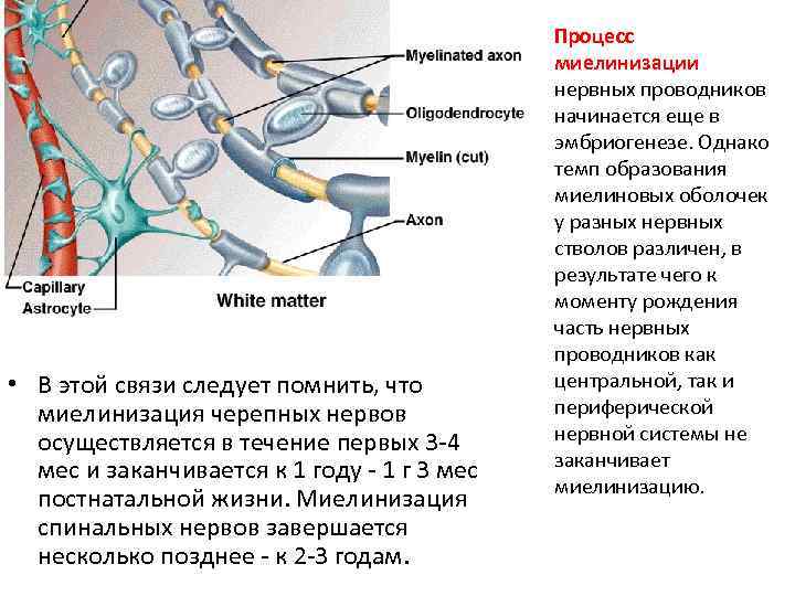  • В этой связи следует помнить, что миелинизация черепных нервов осуществляется в течение