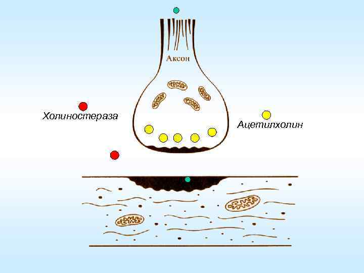 Холиностераза Ацетилхолин 