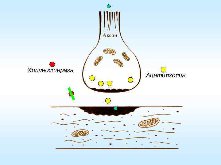 Холиностераза Ацетилхолин 