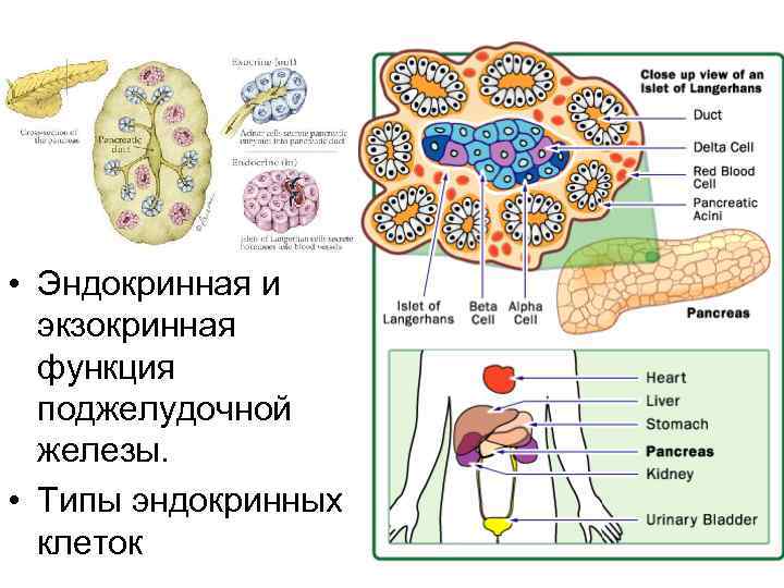 Схема эндокринных функций яичника и их регуляция