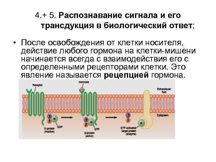 Распознавание сигналов. Трансдукция внешних сигналов в клетки. Распознавание сигнала. Опознание сигнала физиология. Трансдукция сигнала от ТЛР В клетку.