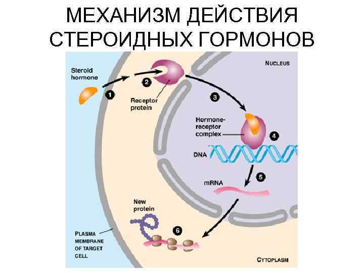  МЕХАНИЗМ ДЕЙСТВИЯ СТЕРОИДНЫХ ГОРМОНОВ 