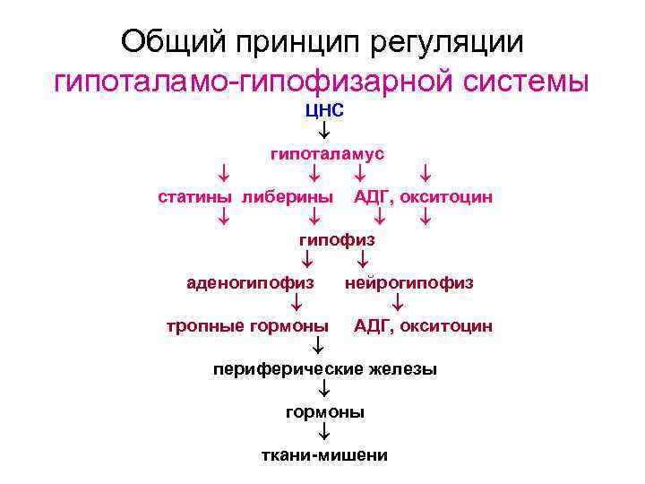  Общий принцип регуляции гипоталамо гипофизарной системы ЦНС гипоталамус статины либерины АДГ, окситоцин гипофиз