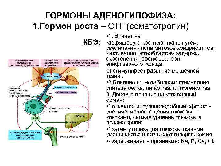  ГОРМОНЫ АДЕНОГИПОФИЗА: 1. Гормон роста – СТГ (соматотропин) • 1. Влияет на КБЭ: