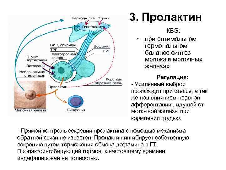 Схема регуляции лактации