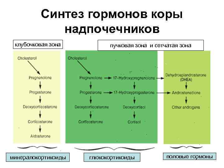 Синтез гормонов