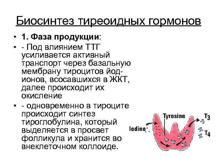 Биосинтез тиреоидных гормонов • 1. Фаза продукции: • Под влиянием ТТГ усиливается активный транспорт