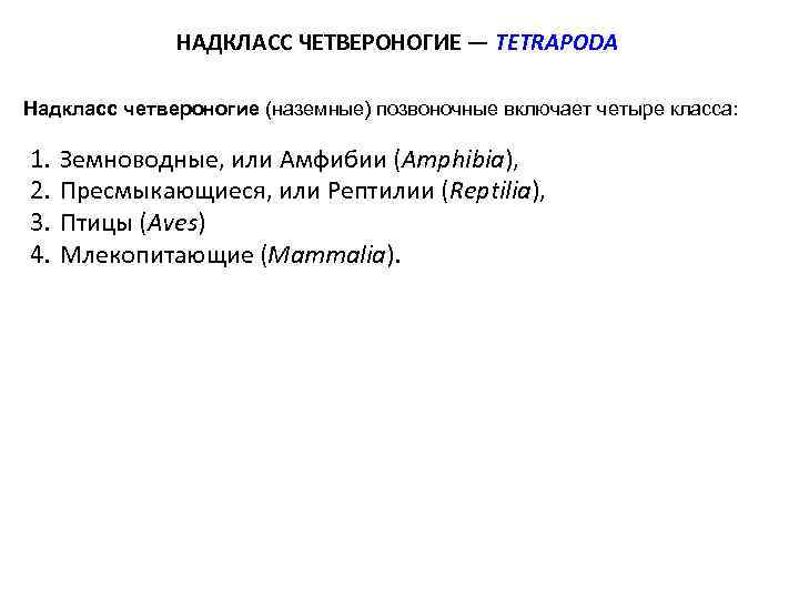 НАДКЛАСС ЧЕТВЕРОНОГИЕ — TETRAPODA Надкласс четвероногие (наземные) позвоночные включает четыре класса: 1. 2. 3.