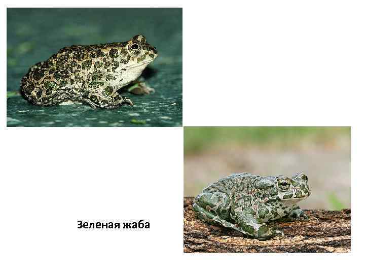 Зеленая жаба 