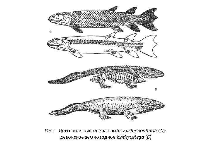 Рис. - Девонская кистеперая рыба Eusthenopterоn (А); девонское земноводное Ichthyostega (Б) 