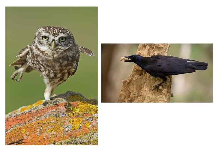 Отпечаток ящерохвостой птицы — археоптерикса 