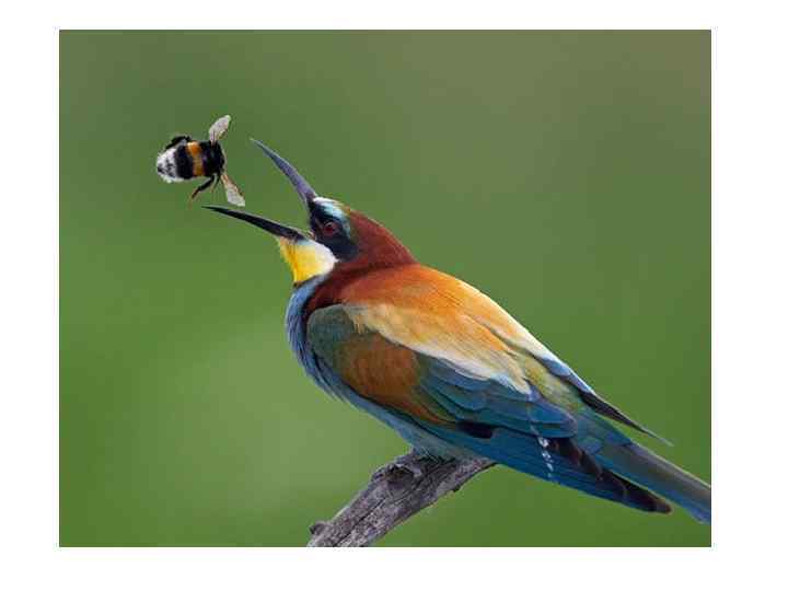     Система класса Птицы Aves + Подкласс I. Ящерохвостые, или древние,