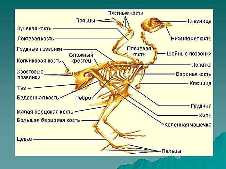 Отряд Аистообразные, или голенастые, — Ciconiiformes Отряд Гусеобразные — Anseriformes Отряд Соколообразные, или дневные,