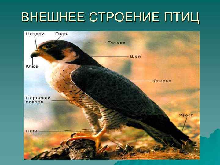    Современная мировая фауна птиц включает около 9, 0 тыс. видов. 