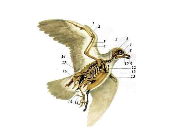     По отношению к территории     птиц разделяют
