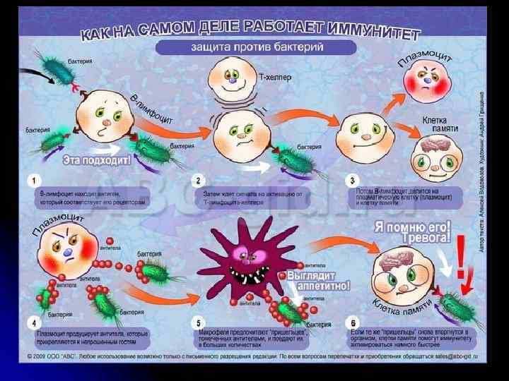 Врожденный и приобретенный иммунитет l Видовой иммунитет – невосприимчивость человека Врожденный и приобретенный иммунитет l Видовой иммунитет – невосприимчивость человека