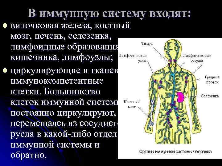 Иммунная перестройка организма проявляется l возросшей устойчивостью по отношению Иммунная перестройка организма проявляется l возросшей устойчивостью по отношению