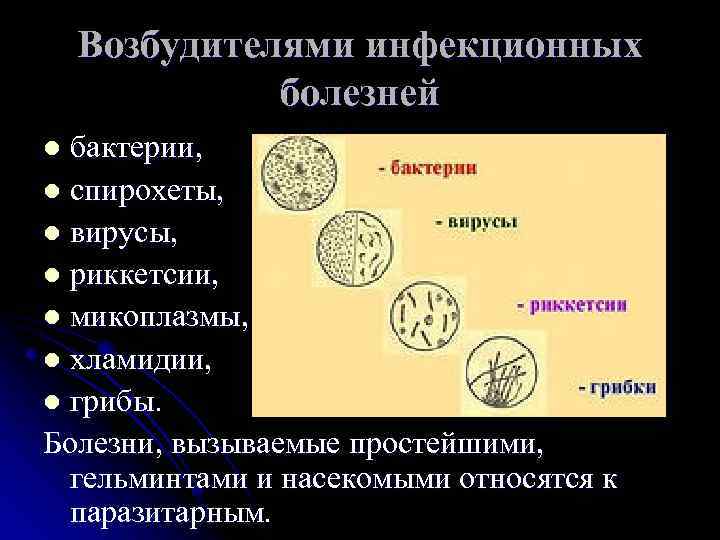 Возбудителями инфекционных болезней l бактерии, l спирохеты, Возбудителями инфекционных болезней l бактерии, l спирохеты,