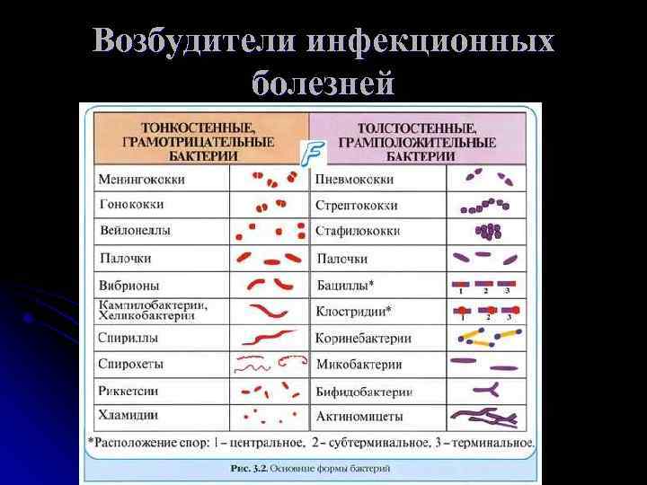 Возбудители инфекционных болезней Возбудители инфекционных болезней