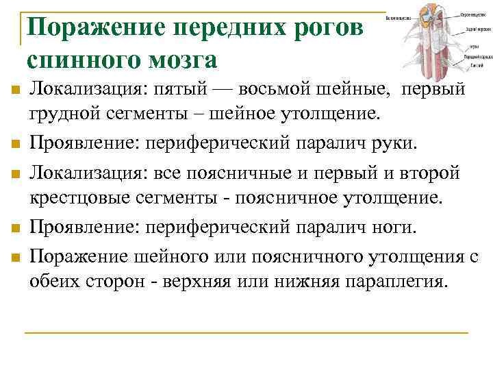  Поражение передних рогов спинного мозга n Локализация: пятый — восьмой шейные, первый грудной