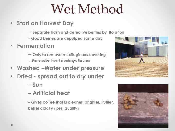 Wet Method • Start on Harvest Day – Separate trash and defective berries by