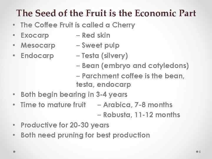 The Seed of the Fruit is the Economic Part • • The Coffee Fruit