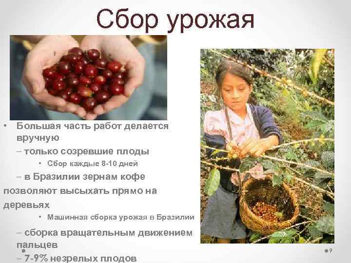 Сбор урожая • Большая часть работ делается вручную – только созревшие плоды • Сбор
