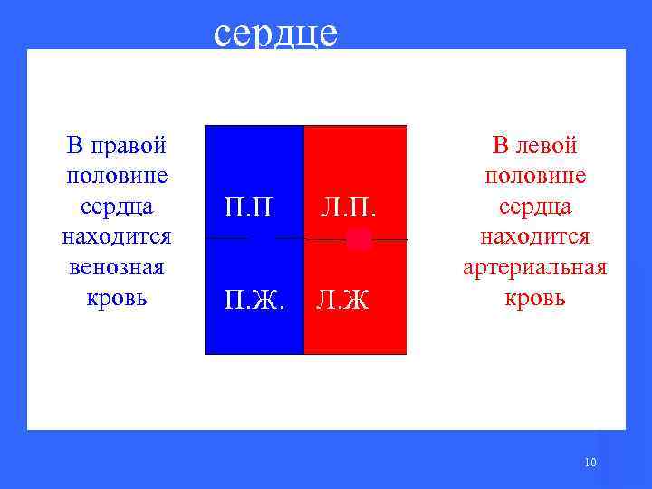 сердце В правой половине сердца находится венозная кровь П. П Л. П. Ж. Л.