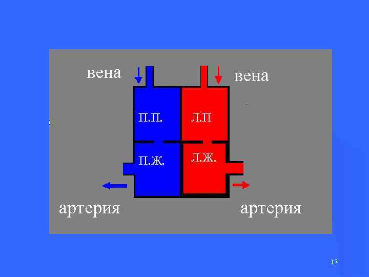 вена П. П. П. Ж. артерия Л. П Л. Ж. артерия 17 