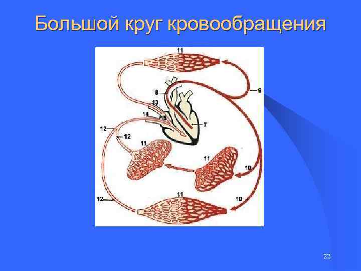 Большой круг кровообращения 22 