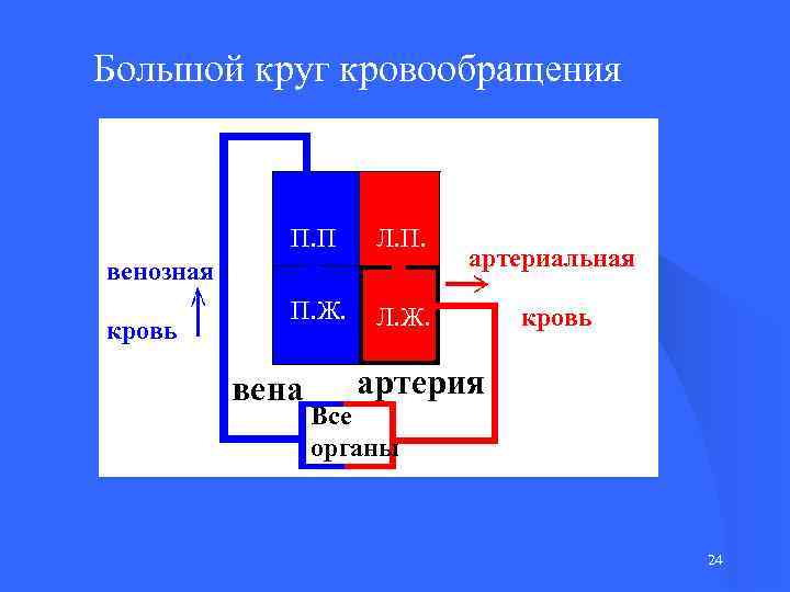 Большой круг кровообращения П. П Л. П. Ж. Л. Ж. венозная кровь вена артериальная