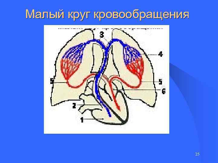 Малый круг кровообращения 25 