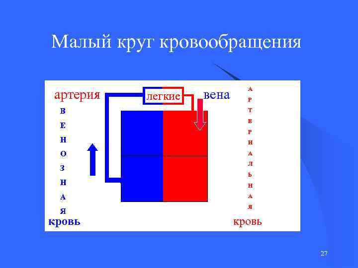Малый круг кровообращения артерия В Е легкие вена А Р Т Е Р Н