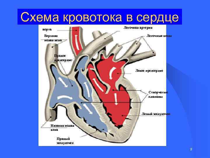 Схема кровотока в сердце Легочная артерия аорта Верхняя полая вена Легочные вены Правое предсердие
