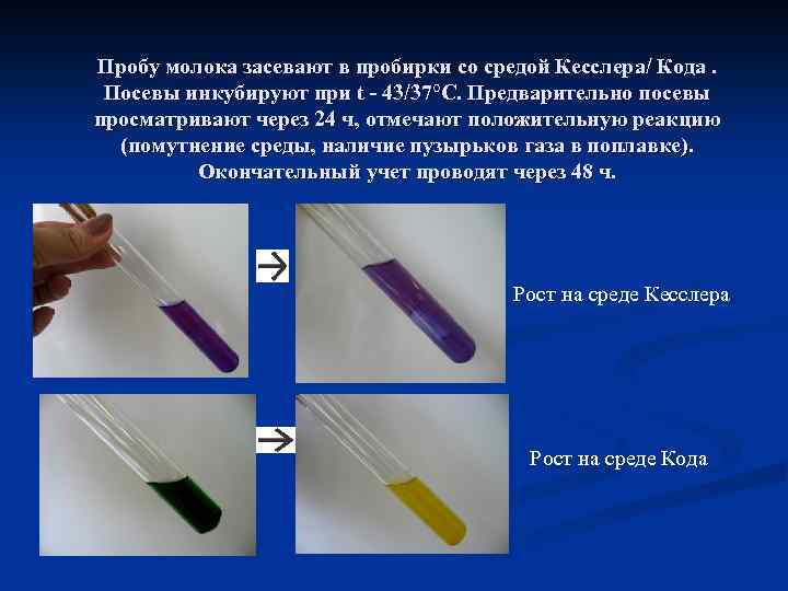 Пробу молока засевают в пробирки со средой Кесслера/ Кода. Посевы инкубируют при t -