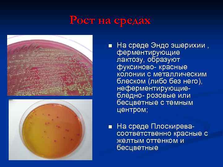 Рост на средах На среде Эндо эшерихии , ферментирующие лактозу, образуют фуксиново- красные колонии