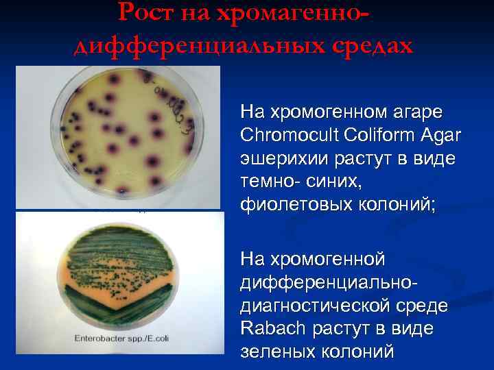 Рост на хромагеннодифференциальных средах На хромогенном агаре Chromocult Coliform Agar эшерихии растут в виде