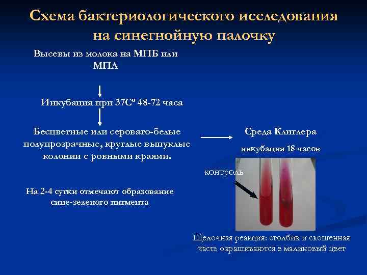 Схема бактериологического исследования на синегнойную палочку Высевы из молока на МПБ или МПА Инкубация