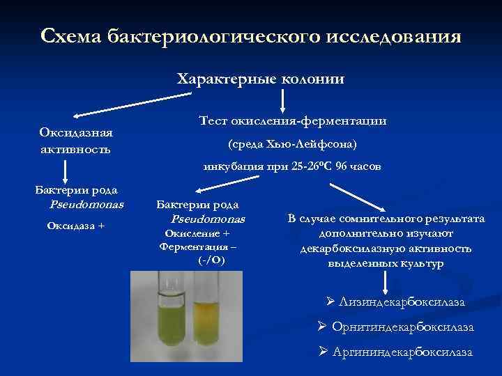 Схема бактериологического исследования Характерные колонии Оксидазная активность Тест окисления-ферментации (среда Хью-Лейфсона) инкубация при 25