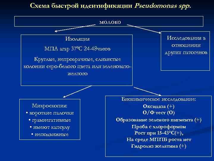Схема быстрой идентификации Pseudomonas spp. молоко Изоляция МПA агар 37ºС 24 -48 часов Круглые,