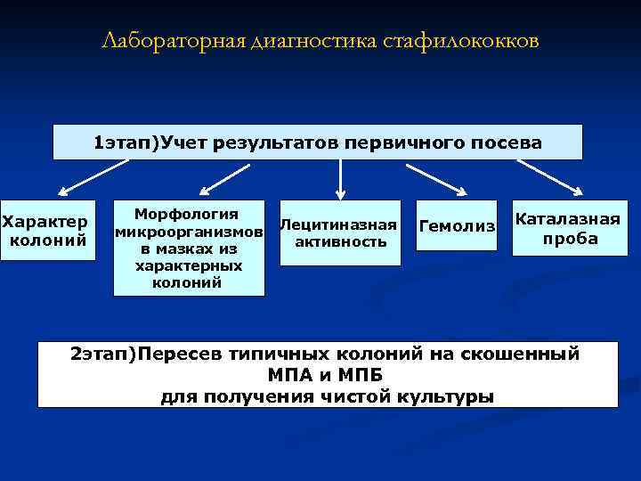 Лабораторная диагностика стафилококков 1 этап)Учет результатов первичного посева Характер колоний Морфология микроорганизмов в мазках