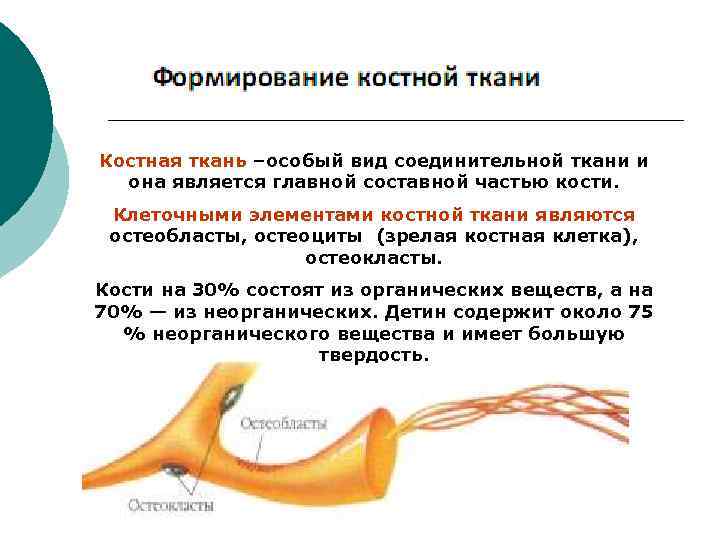 Костная ткань –особый вид соединительной ткани и она является главной составной частью кости. Клеточными